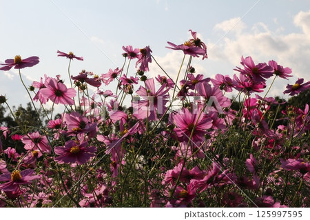 發光在藍天的波斯菊 發光在藍天的波斯菊 125997595