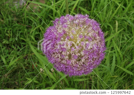 草地上盛開的紫色花朵 125997642