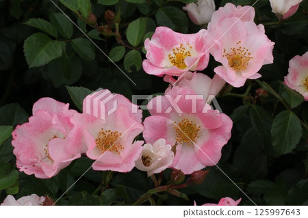 粉紅色的花朵 125997643