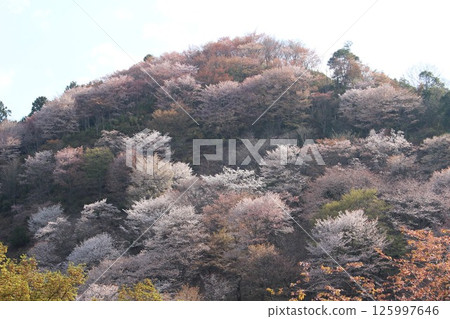 Yamazakura blooming in the mountains 125997646