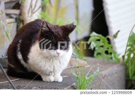 Daily routine of stray cats Daily routine of stray cats 125998009