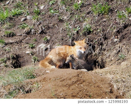 A mother and child red fox peeking out from their den 125998193