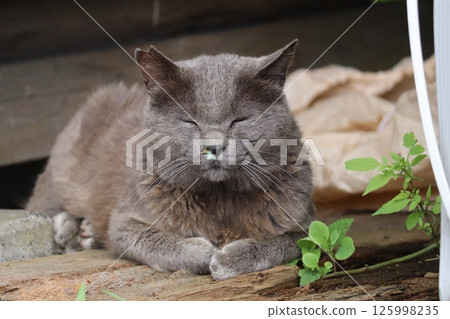 流浪貓的日常生活 流浪貓的日常生活 125998235