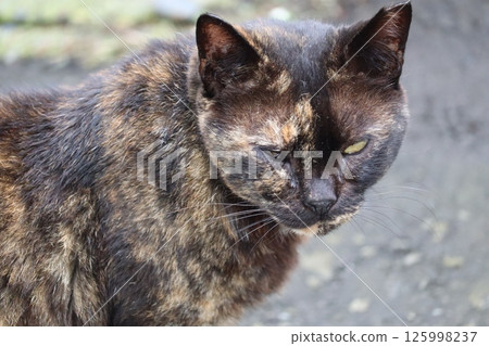 流浪貓的日常生活 流浪貓的日常生活 125998237