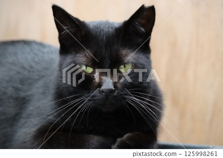 流浪貓的日常生活 流浪貓的日常生活 125998261