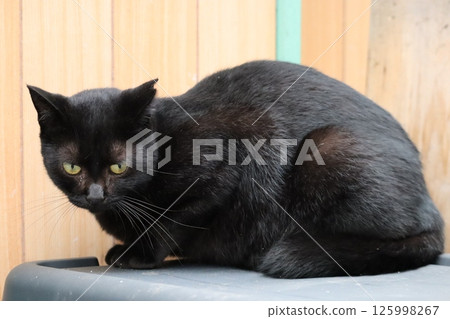 流浪貓的日常生活 流浪貓的日常生活 125998267