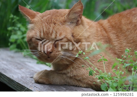 流浪貓的日常生活 流浪貓的日常生活 125998281