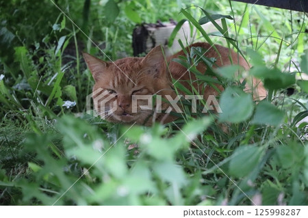流浪貓的日常生活 流浪貓的日常生活 125998287