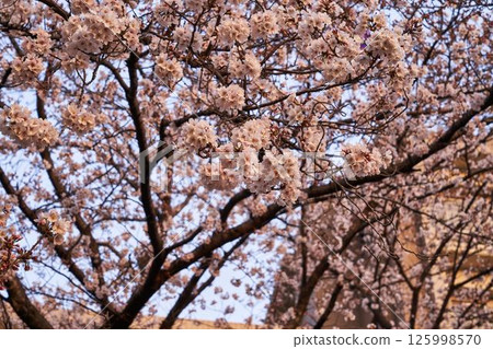 Kawasaki City, Kanagawa Prefecture Cherry blossoms on the Aso River 125998570