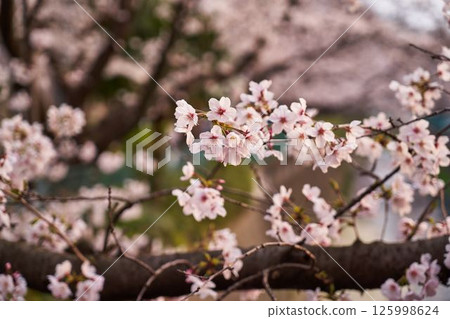 Kawasaki City, Kanagawa Prefecture Cherry blossoms on the Aso River 125998624