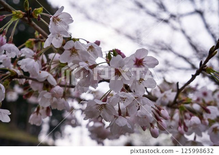 Cherry blossoms at Lake Tsukui Shiroyama Park, Kanagawa Prefecture 125998632
