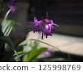 Silene zoom up 125998769