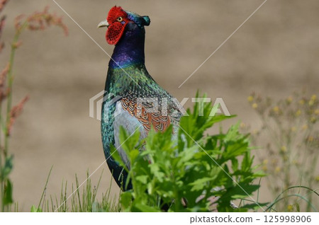 走在草的野雞 125998906