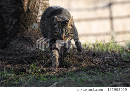 秋天的紫芒和一隻棕色斑點流浪貓 125998919