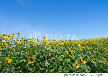 Blue sky and sunflower 125998950