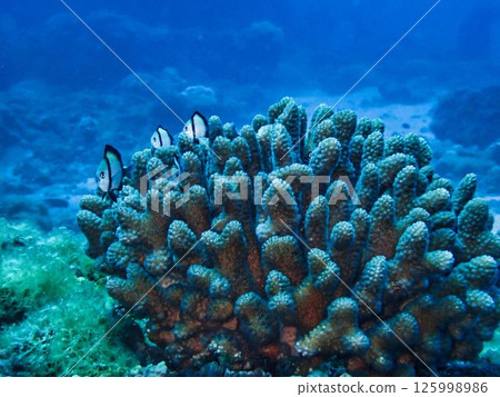The two-striped Ryukyu Damselfish that lives on coral The two-striped Ryukyu Damselfish that lives on coral 125998986