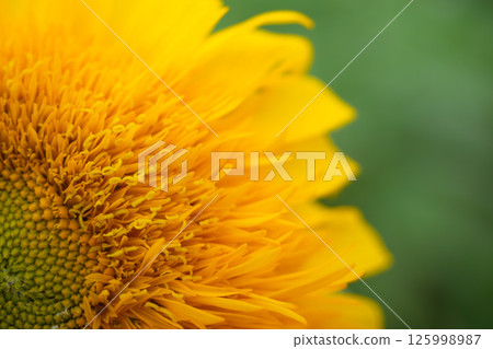 Up sunflower Up sunflower 125998987