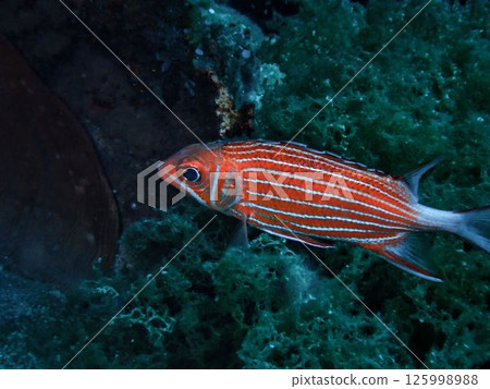 Scyllidae, Nijiebisu Scyllidae, Nijiebisu 125998988