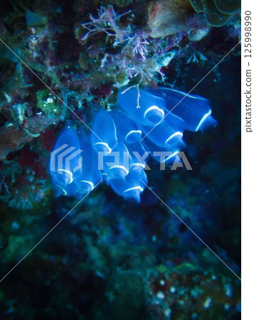 藍色的海鞘群 125998990