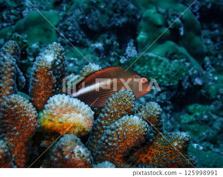 Megane gonbe 125998991