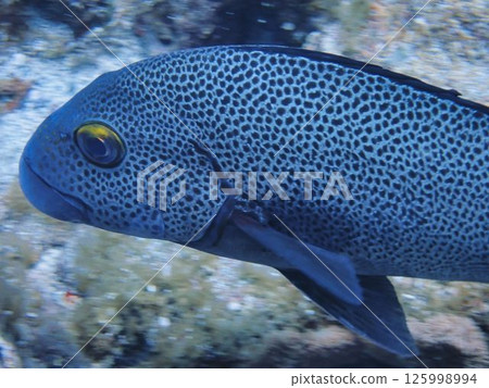 Asian pepper dice Asian pepper dice 125998994