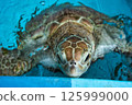 從水中冒出來的海龜（綠海龜） 125999000