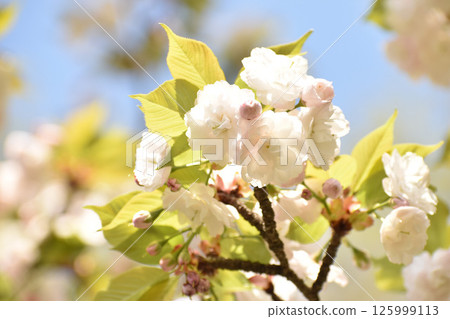 Pretty white cherry blossoms Pretty white cherry blossoms 125999113