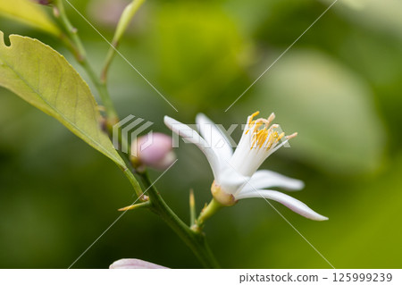 檸檬花 檸檬花 125999239