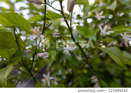 Lemon Flower 125999242