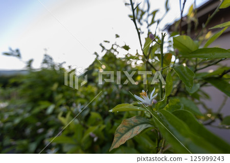 Lemon Flower 125999243