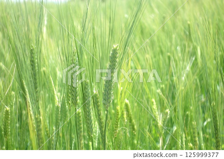 麥田 麥田 125999377