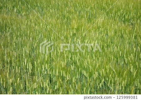 Wheat field 125999381