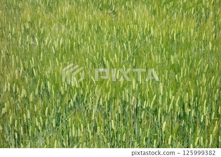 麥田 麥田 125999382