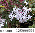 Hagoromo茉莉花 125999554