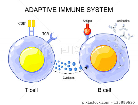 Adaptive immune system. T-cell and B-cell Adaptive immune system. T-cell and B-cell 125999650