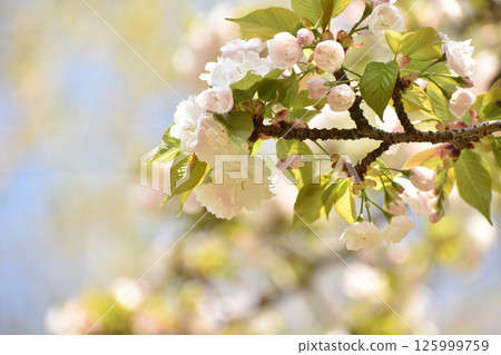Pretty white cherry blossoms 125999759
