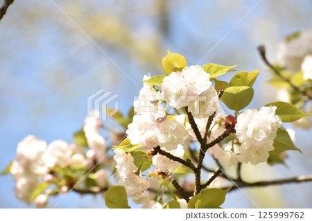 Pretty white cherry blossoms 125999762
