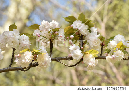 Pretty white cherry blossoms Pretty white cherry blossoms 125999764