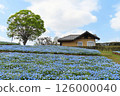 堺市綠色博物館內盛開的粉蝶花 126000040