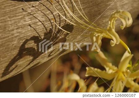 A pale yellow, white-flowered spider lily that resembles a shadow puppet A pale yellow, white-flowered spider lily that resembles a shadow puppet 126000107