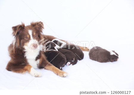A brown and white dog is laying on a white surface with its puppies A brown and white dog is laying on a white surface with its puppies 126000127