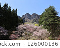Cherry tree of Myogi-yama 126000136