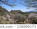Cherry tree of Myogi-yama 126000173
