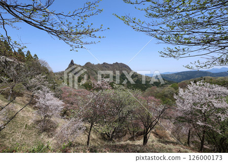 Cherry tree of Myogi-yama 126000173
