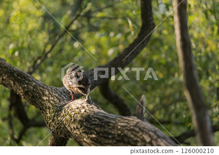 Duck resting on a tree branch near pond on a summer day Duck resting on a tree branch near pond on a summer day 126000210