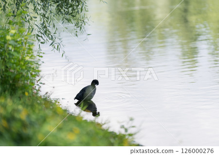 Single Coot bird cleaning feathers on a pond in park 126000276