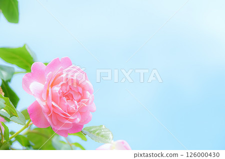 Pink roses shine in the blue sky 126000430