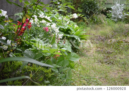 May Garden Landscape Path May Garden Landscape Path 126000928