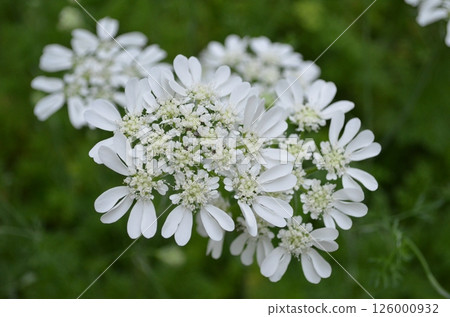 五月花園裡的白花 126000932