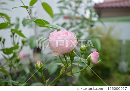 May mini roses May mini roses 126000937